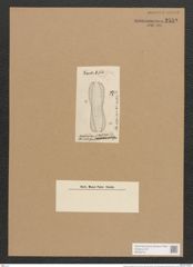 Amphiprora striolata Grun. (de-Toni-Nr.: Genus 29, Species 1324) Zeichnungen Sammlung Grunow Nr. 2552 (NHMW-BOT-W0369731)